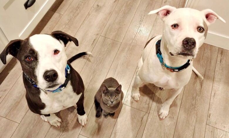 'Fighting' Dogs Told To Stay And Be Gentle As Tiny Kitten's Placed Between Them