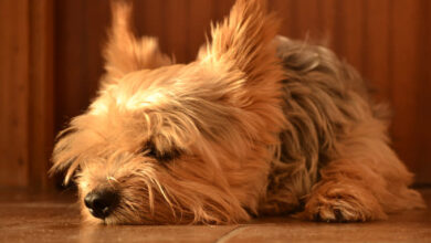 Yorkie Joint Problems (Treatments, & Pain Relief)