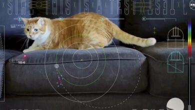 This cat video is out of this world, and NASA used a laser to beam it to Earth : NPR