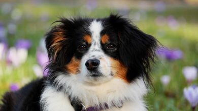 12 Ideal Dog Breeds for Individuals with Physical Disabilities
