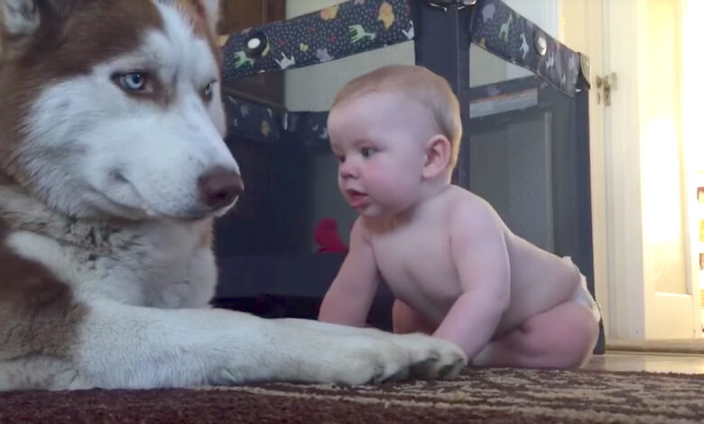 Husky Attempts To 'Act Tough' With Baby, But Rolled Over With Joy When Baby Pets Him