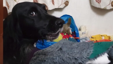 Cat 'Steals' The Dog’s Bed, And Mom Has To Hear All About It