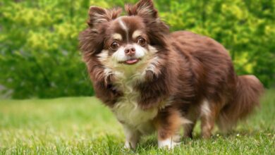 7 Best Dog Breeds for Avid Readers and Writers