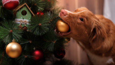 10 Extremely Dangerous Christmas Objects For Dogs