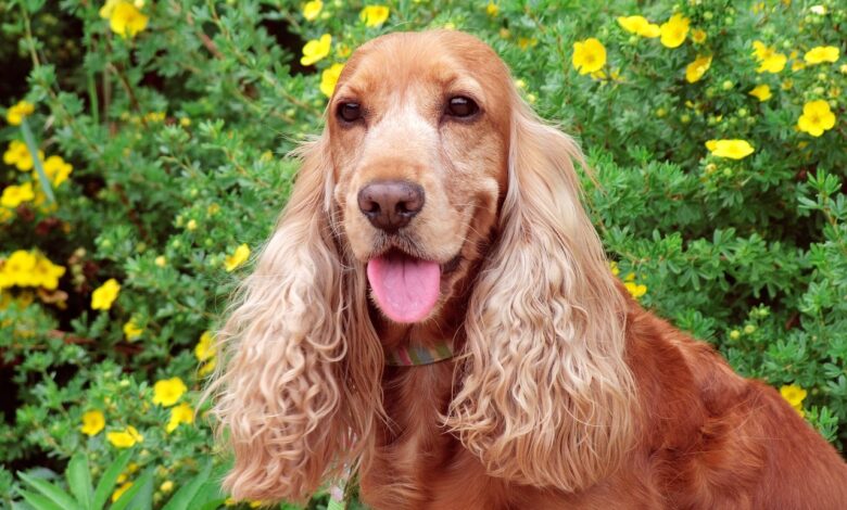 12 Best Dog Breeds for Someone Battling Depression