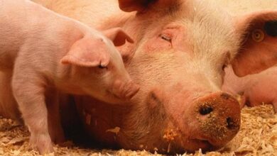 Jack in the Box Releases Promising Statement, Plan to End Crates for Pigs