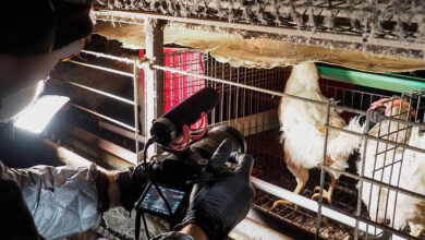 From Film Industry to Factory Farms: Using Video to Expose Animal Abuse