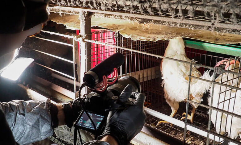 From Film Industry to Factory Farms: Using Video to Expose Animal Abuse