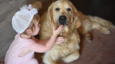 10 Best Dog Breeds for Families with a Baby