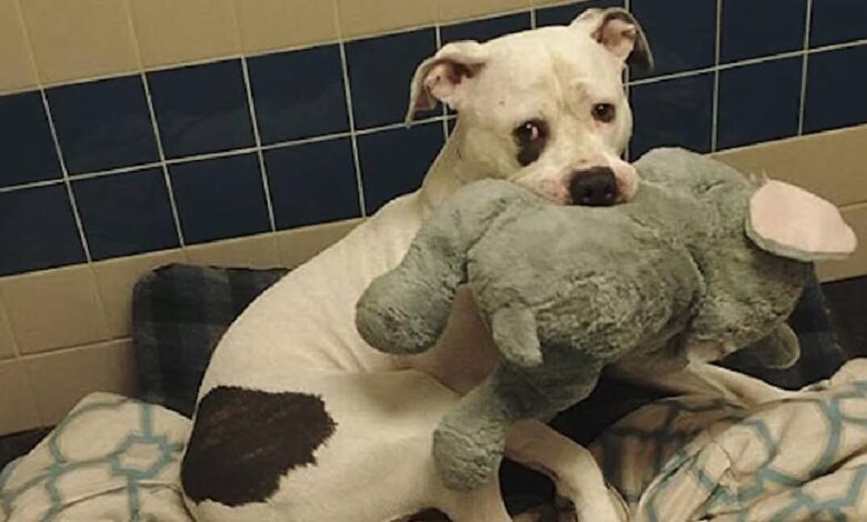 Petrified Pup Clutched Stuffed Elephant For Comfort While 'Waiting' To Be Euthanized