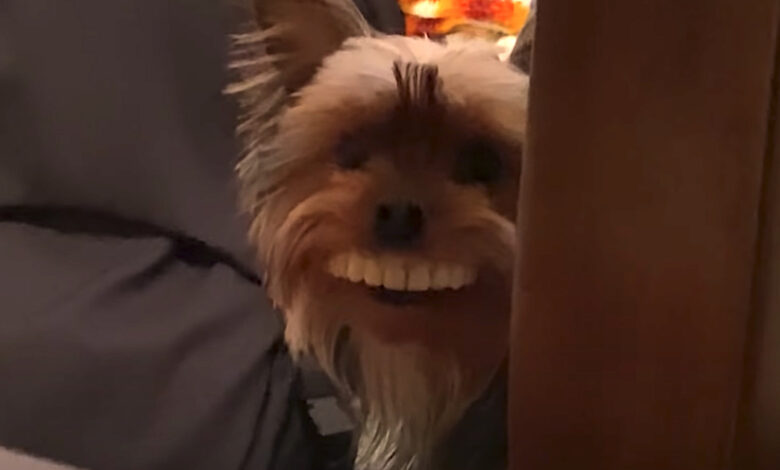 Dog Steals Fake Teeth Off The Table, Wears Them 'Proudly' Around The House