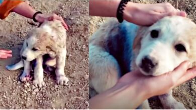 Traveling Couple Finds Puppy On A Mountain Covered In Blue Spray Paint
