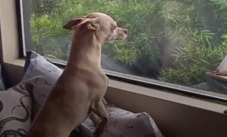 Dog Runs Away From 'Forever Home' All Because He Missed His Foster Mom Too Much