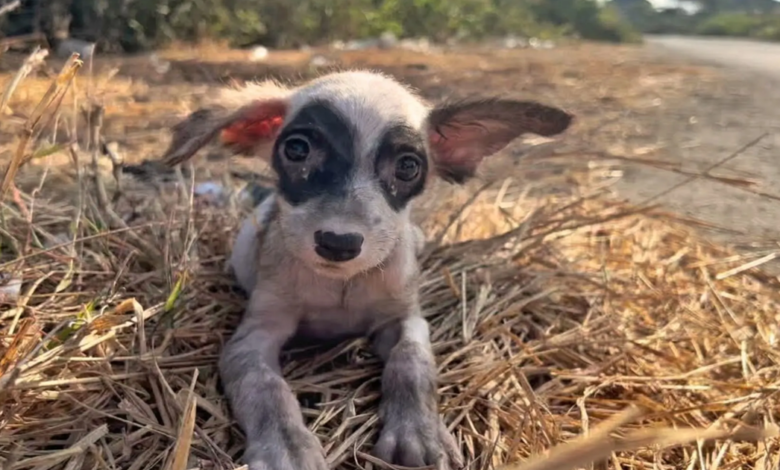Kind Man Came Across Sweet Stray Puppy, Gives Her A 'Forever' Home