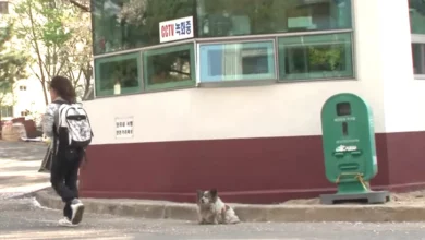 Abandoned Blind Dog Waits In Place For Her Owners To Return