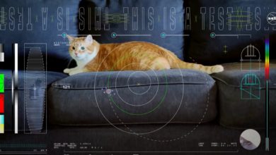 Watch The Cat Video That NASA Just Streamed From Deep Space