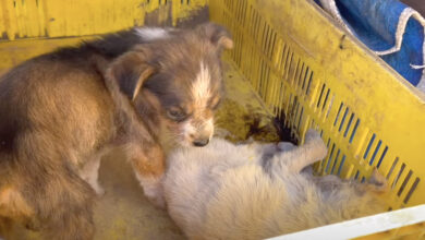 Puppy Found Guarding Her Dying Sister Needs Help Also