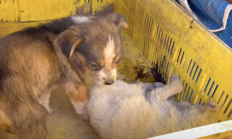 Puppy Found Guarding Her Dying Sister Needs Help Also
