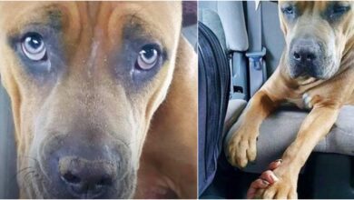 Pittie Wants To Hold Her Rescuer's Hand As They Drive To The Vet