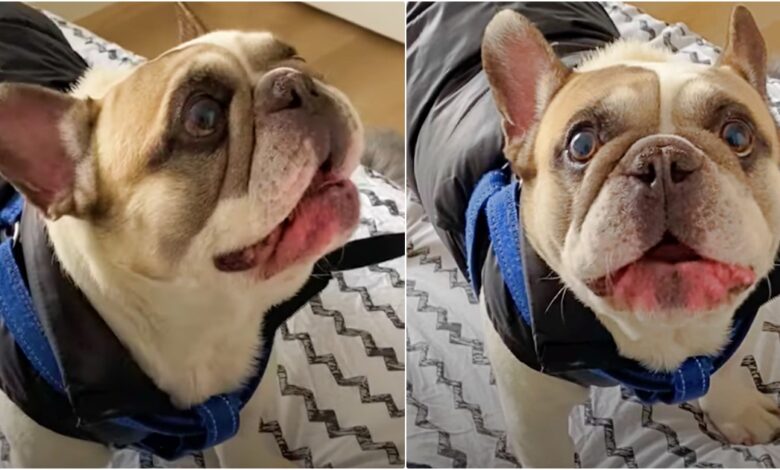 Frenchie With His 'Freakishly' Human Voice Has Back And Forth Conversations