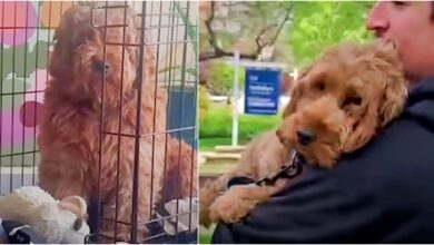 Goldendoodle Overwhelmed From Puppy Mill Feels Tender Arms Around Her