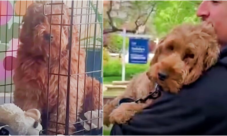 Goldendoodle Overwhelmed From Puppy Mill Feels Tender Arms Around Her