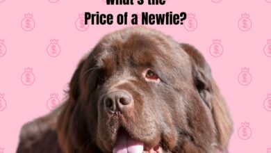 photo of brown Newfoundland dog looking toward camera with tongue hanging out; background image of pink dollar signs. What