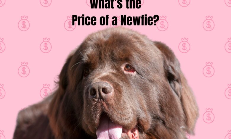 photo of brown Newfoundland dog looking toward camera with tongue hanging out; background image of pink dollar signs. What