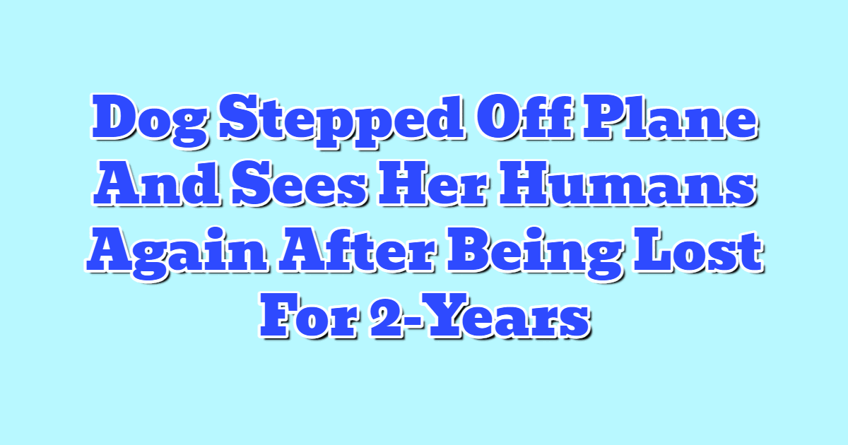 Dog Stepped Off Plane And Sees Her Humans Again After Being Lost For 2-Years