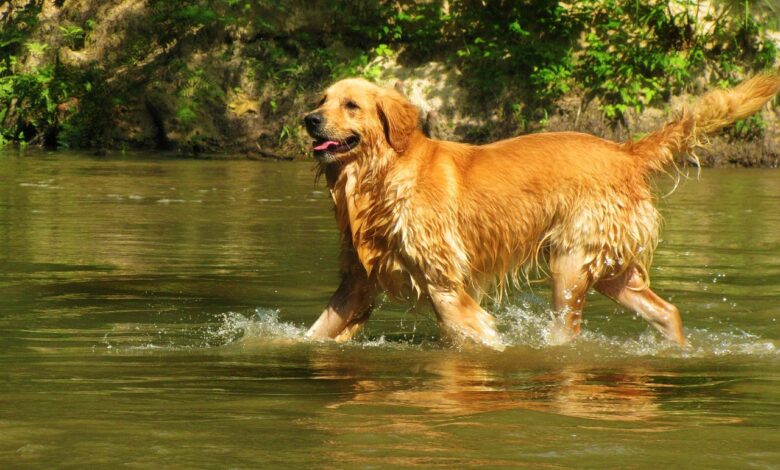 10 Dog Breeds Suited for Life on a Boat or Near Water