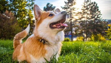 8 Best Dog Breeds for Gardeners and Horticulturists