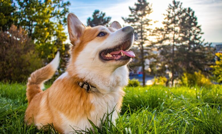 8 Best Dog Breeds for Gardeners and Horticulturists