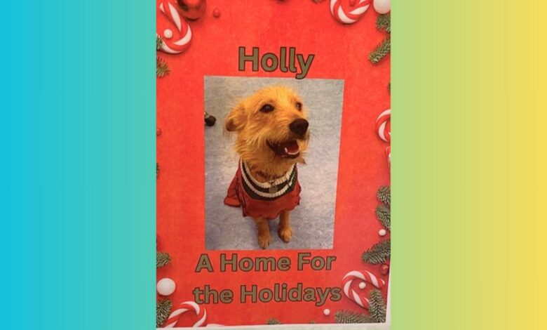 adoptable dog poster at at Pet Helpers Adoption Center