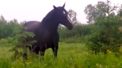 Girls Pull Over To A Horse On A Backroad, And It Starts Dancing To Their Music