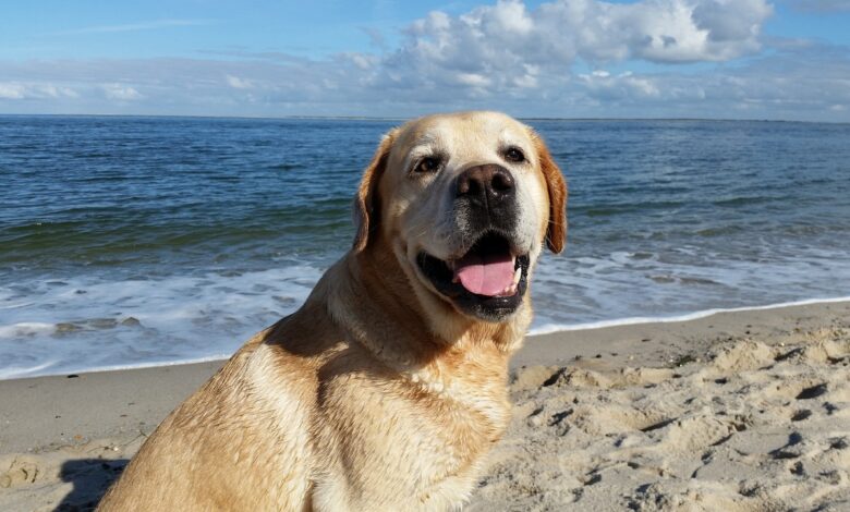 7 Best Dog Breeds for Beach Lovers