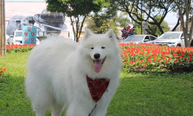 Traveling with a Samoyed: Tips for Success