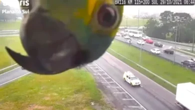 Parrot Keeps Checking In From Highway Traffic Camera