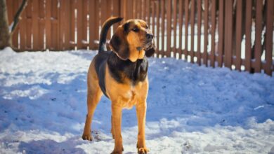 Traveling with a Bloodhound: Tips for Success
