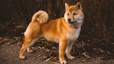 7 Dog Breeds Known for Their Silent Nature
