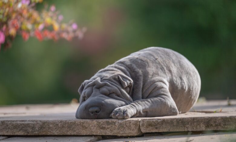Why is My Shar Pei Not Eating?