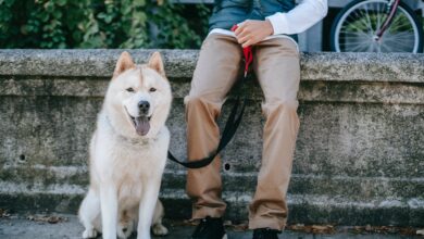 Traveling with an Akita: Tips for Success