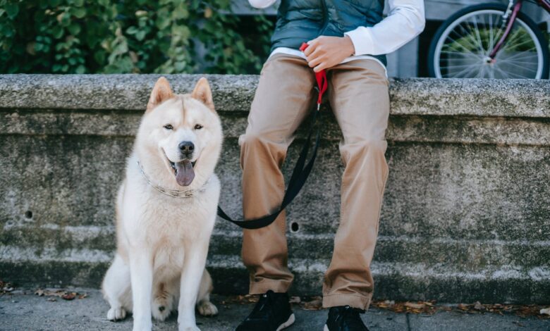 Traveling with an Akita: Tips for Success