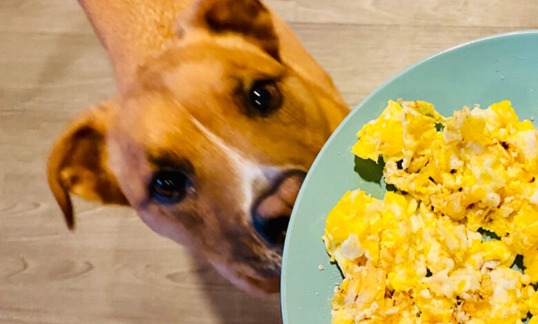 5 Low-Cost Ways To Boost Your Dog’s Existing Food