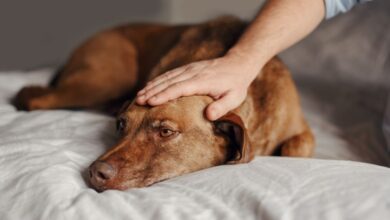 What All Dog Parents Need To Know About The 2023 Canine Influenza Outbreak