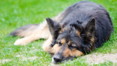 6 Natural Supplements To Help Your German Shepherd's Itching & Allergies