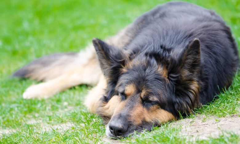 6 Natural Supplements To Help Your German Shepherd's Itching & Allergies