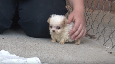 'Tiny' Pup Rescued From Puppy Mill Is Introduced To A New Friend To Start His New Life
