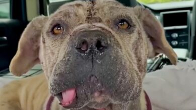 'Unsightly' Dog No One Wants Is Bailed From Shelter But Still Needs Home