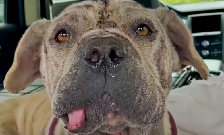 'Unsightly' Dog No One Wants Is Bailed From Shelter But Still Needs Home