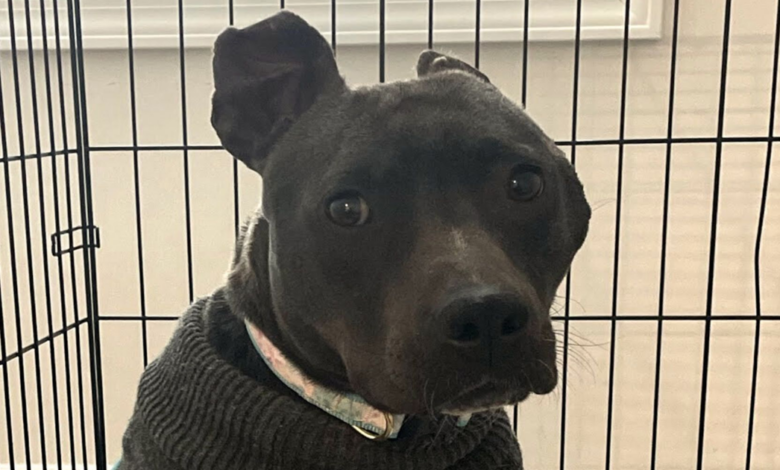 Woman Gave This Unwanted Pit Bull A New Home, Turned Her Life Into A 'Fairytale'